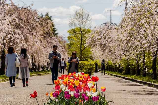 東北十大賞櫻景點：喜多方枝垂櫻花瀑布隧道_img_18